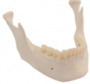 Ersatz Unterkiefer mit Zähnen Skelett Modelle
