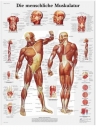 Lehrtafel - Die menschliche Muskulatur