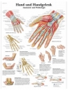 Lehrtafel - Hand und Handgelenk - Anatomie und Pathologie