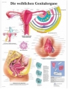 Lehrtafel - Die weiblichen Genitalorgane