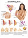 Lehrtafel- Die weibliche Brust, Anatomie