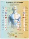 Lehrtafel - Vegetatives Nervensystem