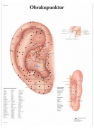 Lehrtafel - Ohrakupunktur 50 x 67 cm