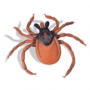 Gemeiner Holzbock (Ixodes ricinus), Modell