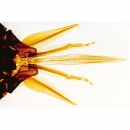Honigbiene (Apis mellifica), Mikropräparat - Deutsch