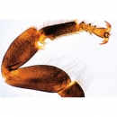 Honigbiene (Apis mellifica), Mikropräparat - Deutsch