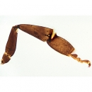 Honigbiene (Apis mellifica), Mikropräparat - Deutsch