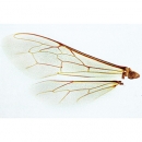 Honigbiene (Apis mellifica), Mikropräparat - Deutsch