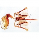 Honigbiene (Apis mellifica), Mikropräparat - Deutsch