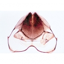 Honigbiene (Apis mellifica), Mikropräparat - Deutsch