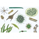 Leben im Wassertropfen II, SL-DE