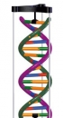 DNA-Doppelhelix-Modell, Schülerbausatz