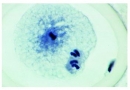 Mitose und  Meiose I, Deutsch