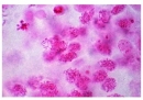 Mitose und  Meiose I, Deutsch