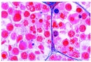 Mitose und  Meiose I, Deutsch
