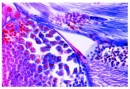 Mitose und Meiose Serie II