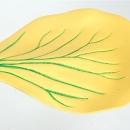 Wildrapsblüte (Sinapis arvensis), Modell