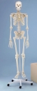 Skelett Willi Standard