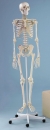 Skelett mit Muskelbemalung Arnold