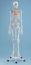 Skelett Bert, Muskelmarkierung, Bänder