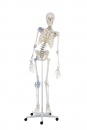 Skelett Toni, beweglich, Bänder