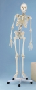 Flexibles Skelett Hugo