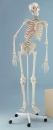 Skelett Peter, beweglich, Muskelmarkierung