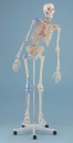 Skelett Max, beweglich, Muskelmarkierung, Bänder
