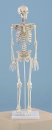 Miniatur Skelett Daniel mit Muskelmarkierungen