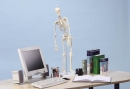 Miniatur Skelett „Fred“ beweglich mit Muskelmarkierungen