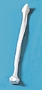 Fibula (Wadenbein)