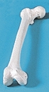 Femur (Oberschenkel)