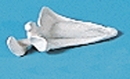 Scapula (Schulterblatt)