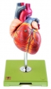Herz mit Reizleitungssystem, ca. 1 1/2-fach vergrößert (HS 6/1)