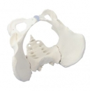 Weibliches Becken mit Kreuzbein