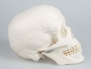 Schädelmodell, 3-teilig