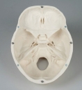 Schädelmodell, 3-teilig