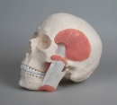 Sch&auml;del mit Kaumuskulatur, 2-teilig