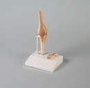 Mini-Kniegelenkmodell mit Querschnitt