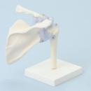 Schultergelenk mit B&auml;ndern