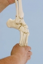 Fußskelett mit Schien- und Wadenbeinansatz, flexibel