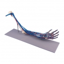 Armskelett mit Gef&auml;&szlig;en