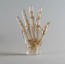 Röntgenphantom Hand, transparent