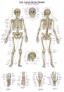 Lehrtafel Das menschliche Skelett (AL102)