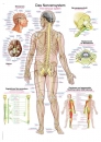 Lehrtafel Das Nervensystem (AL105)