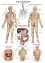 Lehrtafel Das Lymphsystem (AL109)