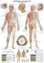 Lehrtafel Körperakupunktur (AL110)
