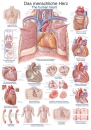 Lehrtafel Das menschliche Herz (AL112)