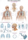 Lehrtafel Das Atmungssystem (AL116)