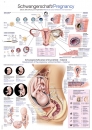 Lehrtafel Schwangerschaft (AL118)